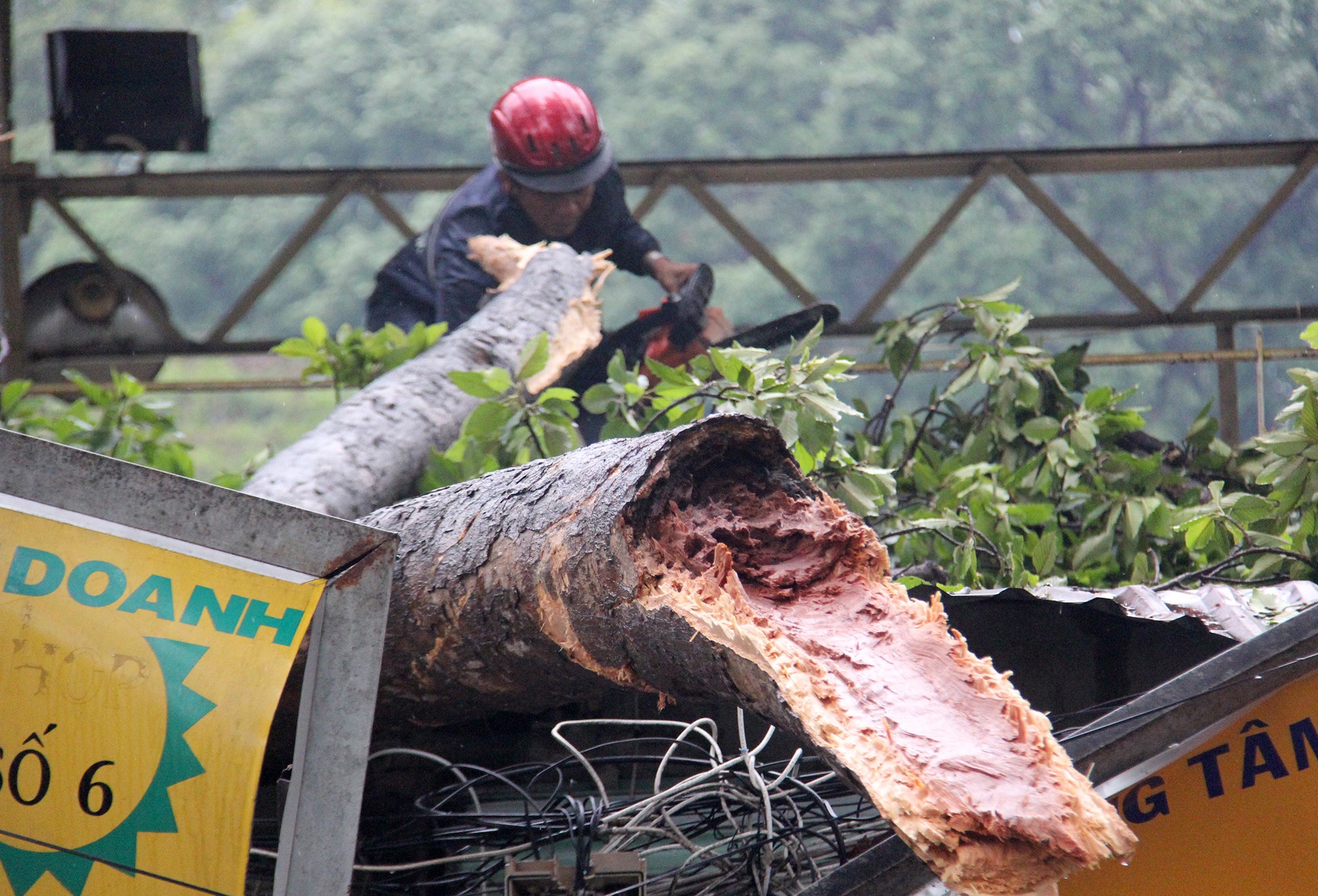 cây ngã đè cửa hàng ở quận 1 ảnh 2 cay nga de cua hang o quan 1 anh 2