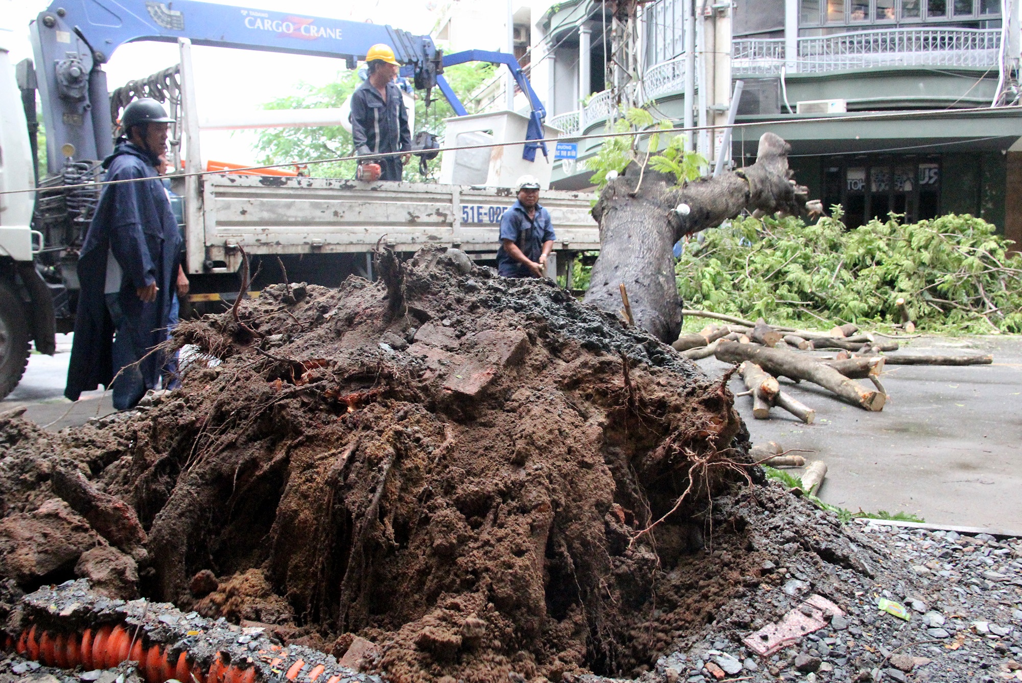 Sai Gon mua lon, cay xanh bat goc giua trung tam hinh anh