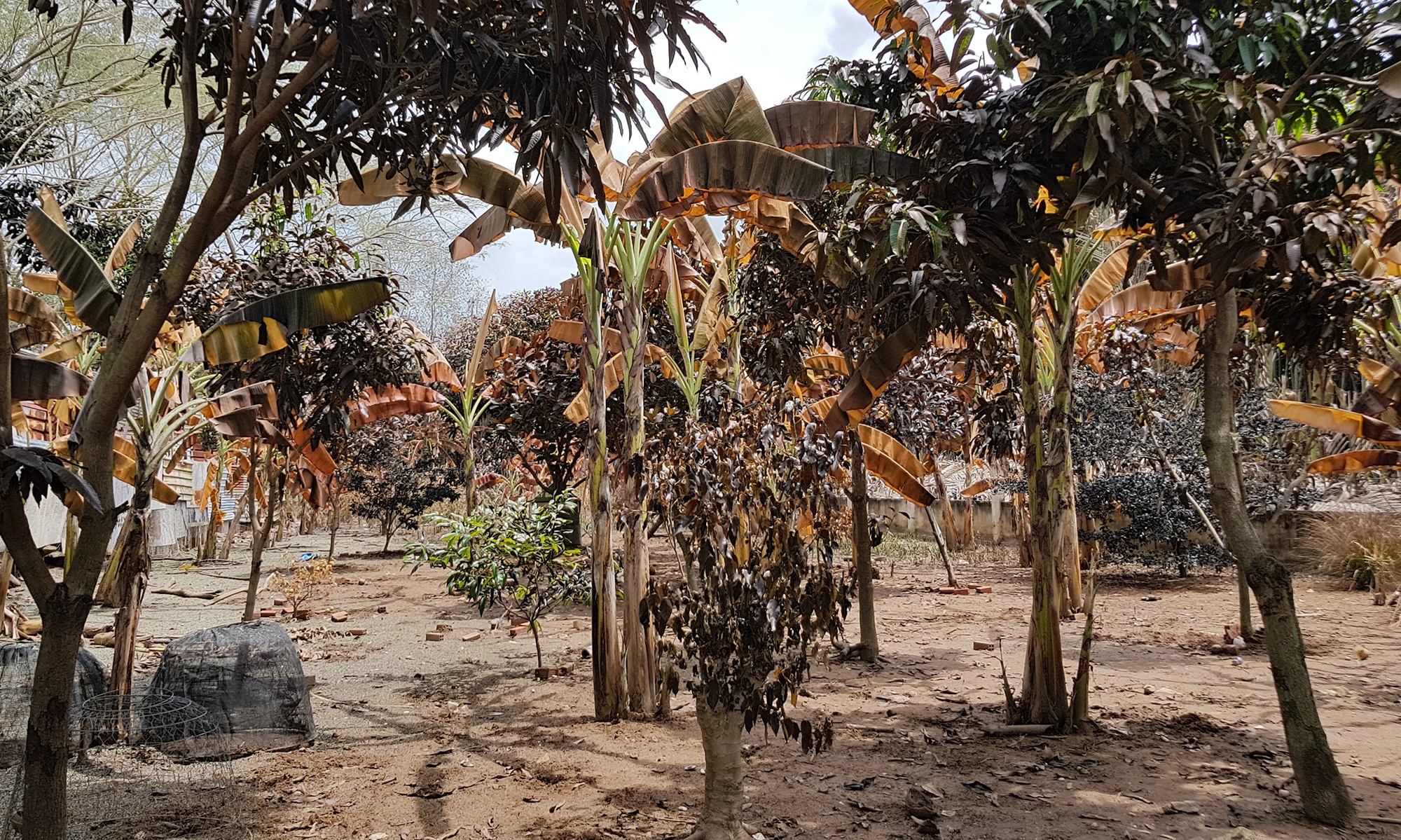 vụ rò rỉ khí amoniac ảnh 4 vu ro ri khi amoniac anh 4