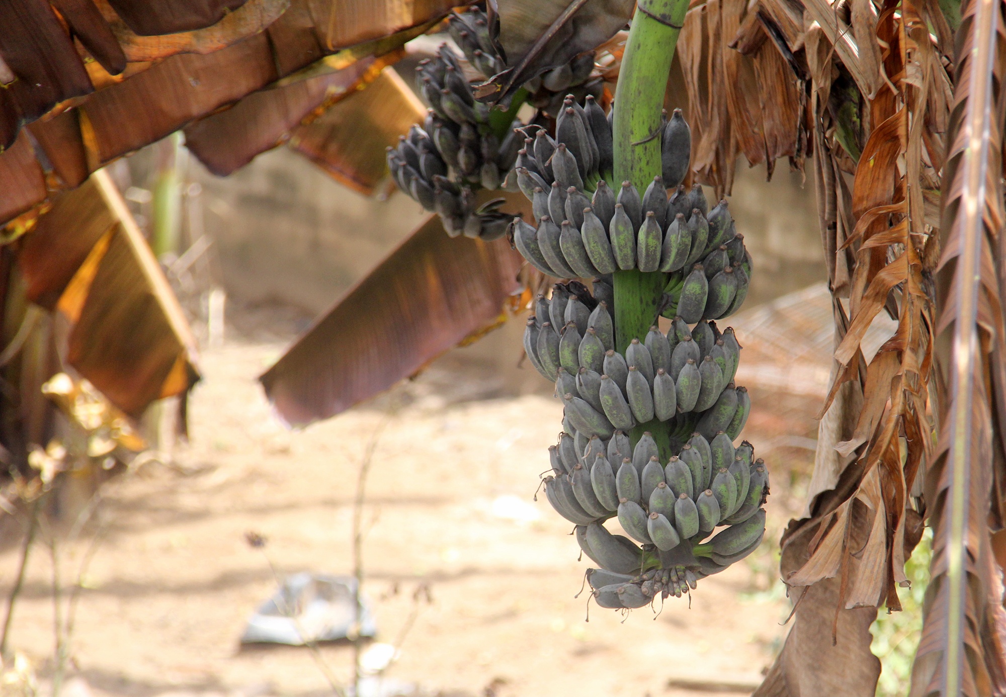 Bên trong cở sở san chiếc khí amoniac ảnh 9 Ben trong co so san chiec khi amoniac anh 9