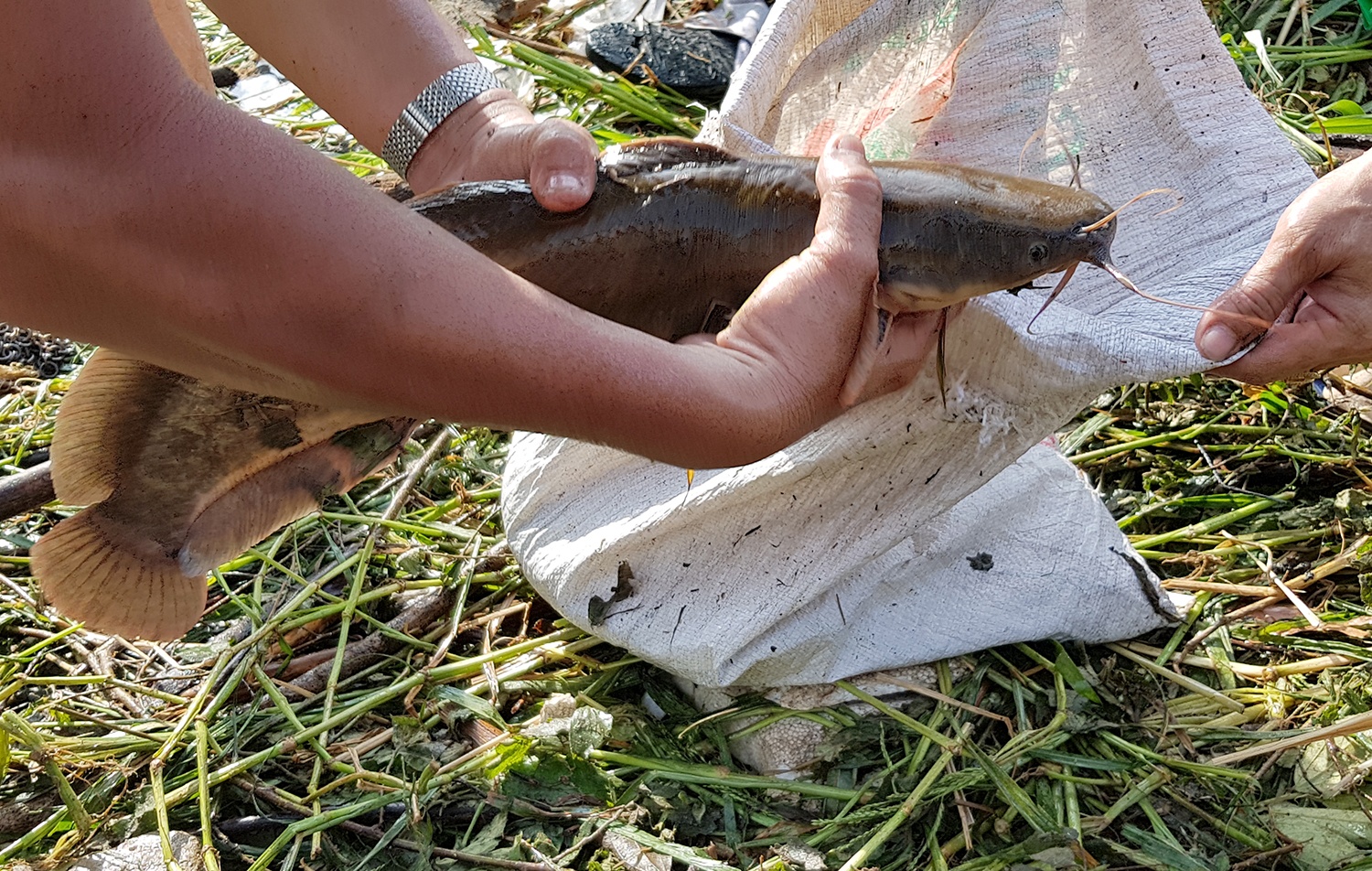 Người sài gòn bắt cá  ảnh 3 Nguoi sai gon bat ca anh 3