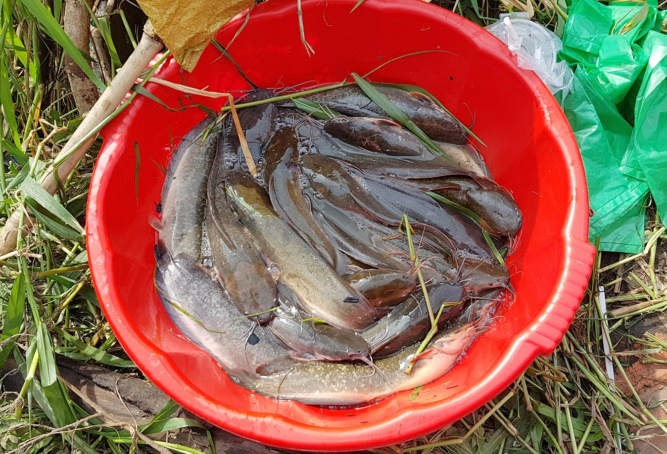 Người sài gòn bắt cá  ảnh 4 Nguoi sai gon bat ca anh 4