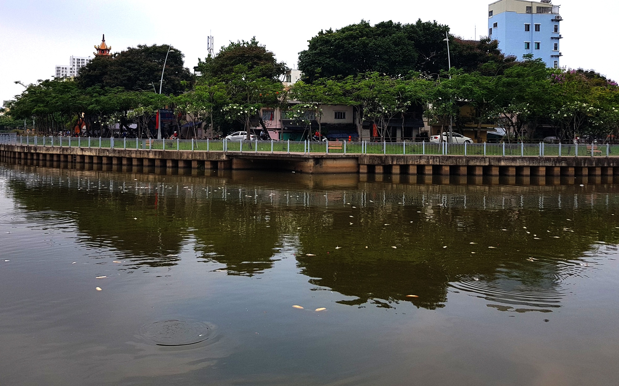 cá chết trắng kênh nhiêu lộc thị nghè ảnh 1 ca chet trang kenh nhieu loc thi nghe anh 1
