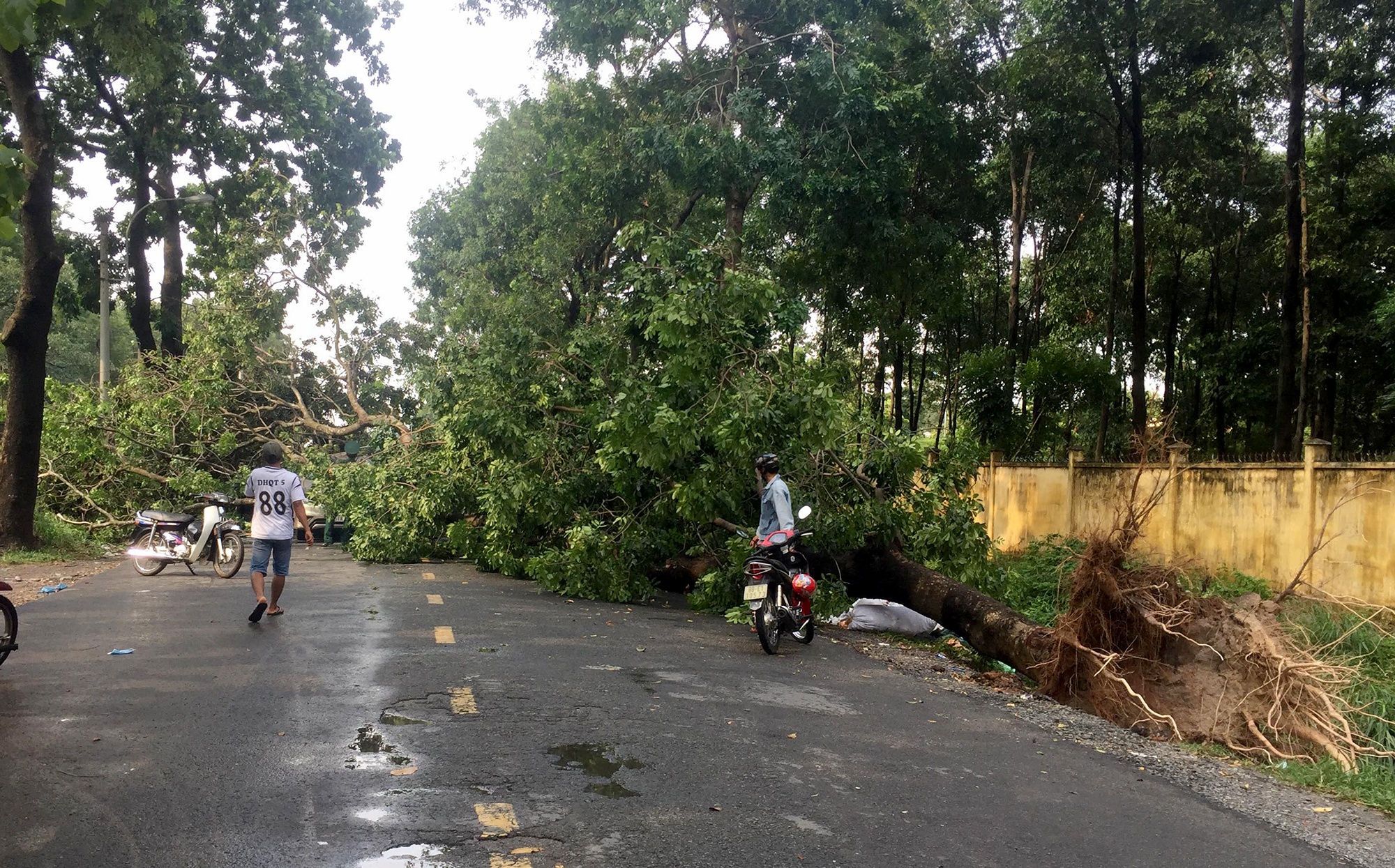 cây đổ đè ôtô ở sài gòn ảnh 2 cay do de oto o sai gon anh 2