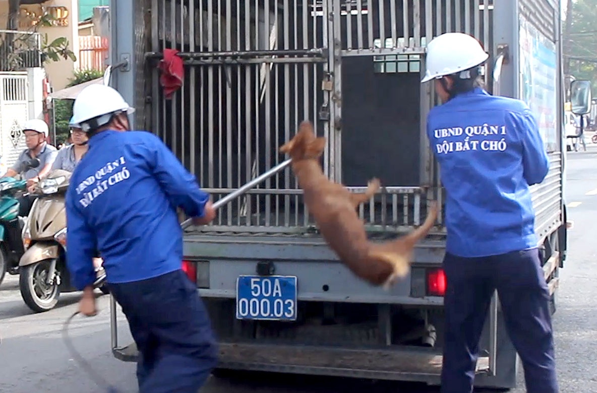 Bat cho tha rong giua trung tam Sai Gon hinh anh