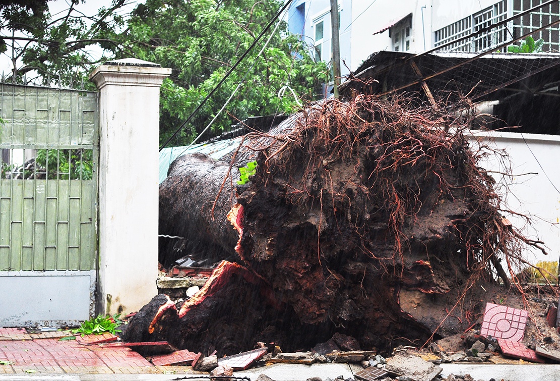 Can Gio tang hoang trong bao anh 8