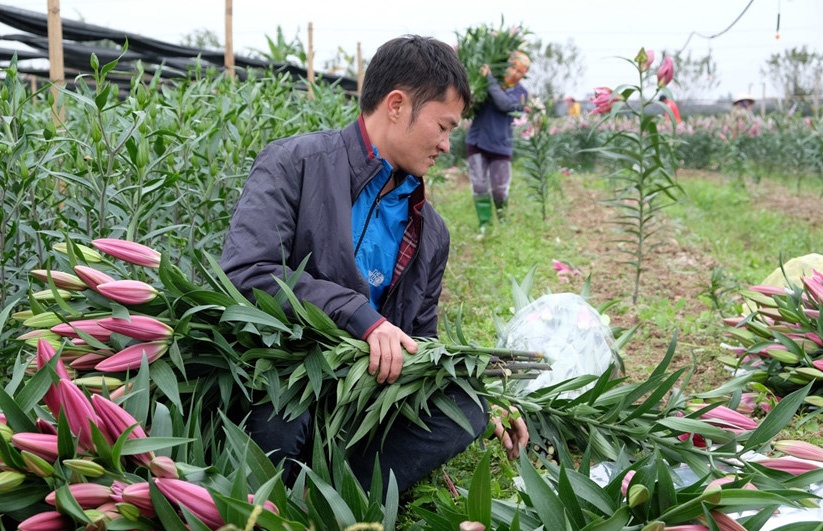 Hoa ly no som, nong dan Tay Tuu xot xa thu hoach hinh anh