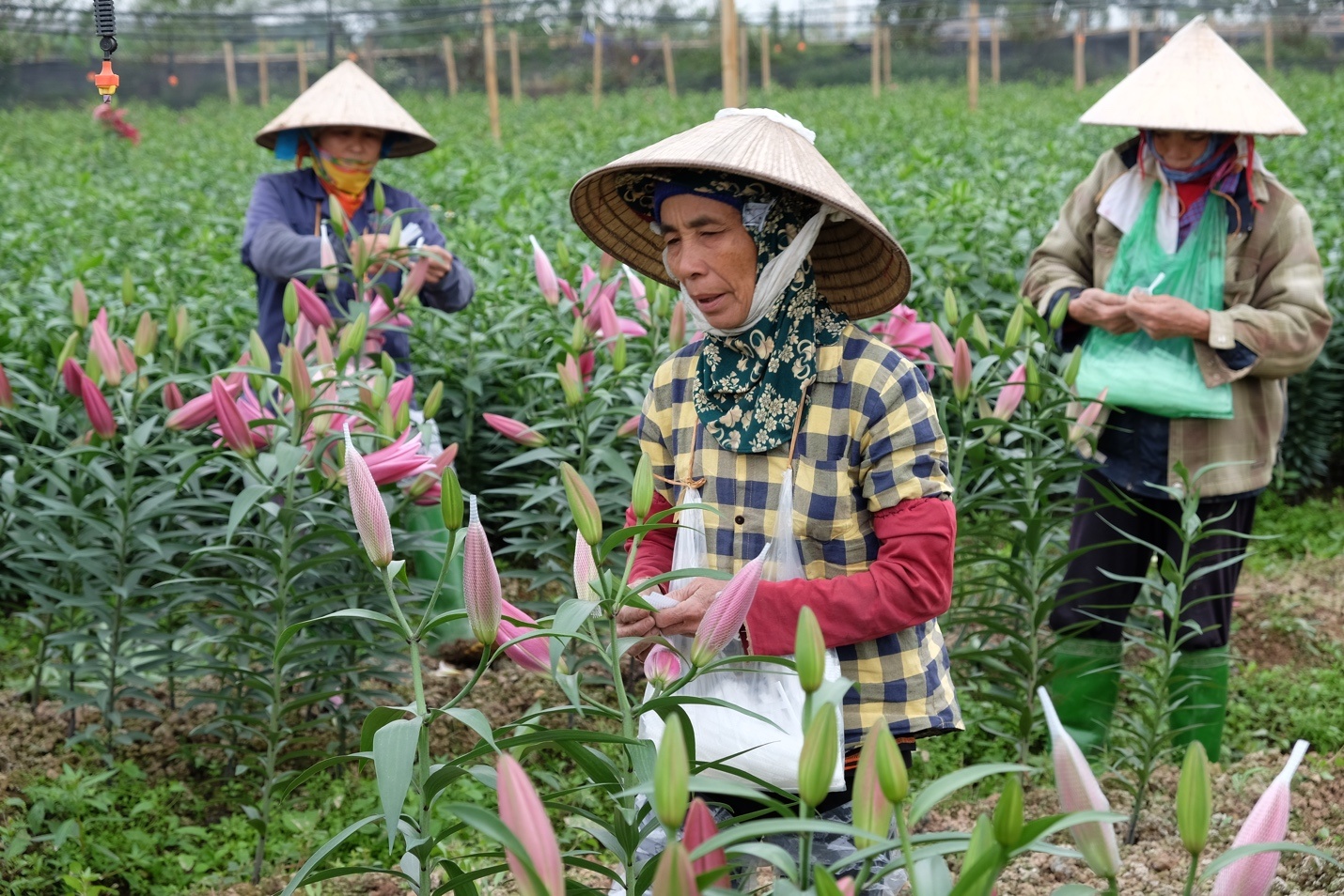 hoa ly no som o ha noi anh 11