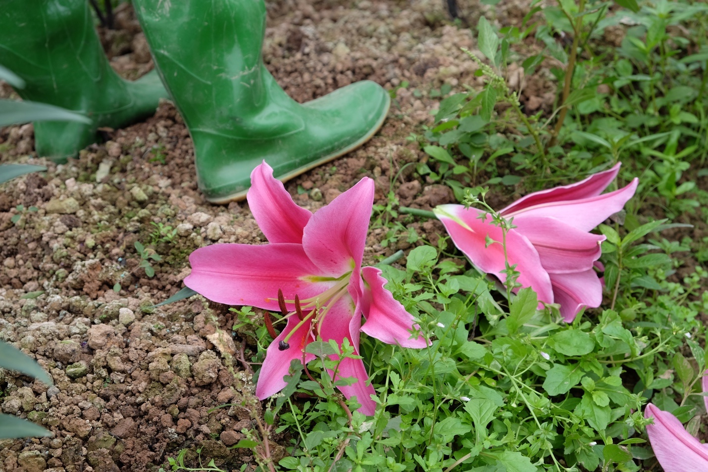 hoa ly no som o ha noi anh 12