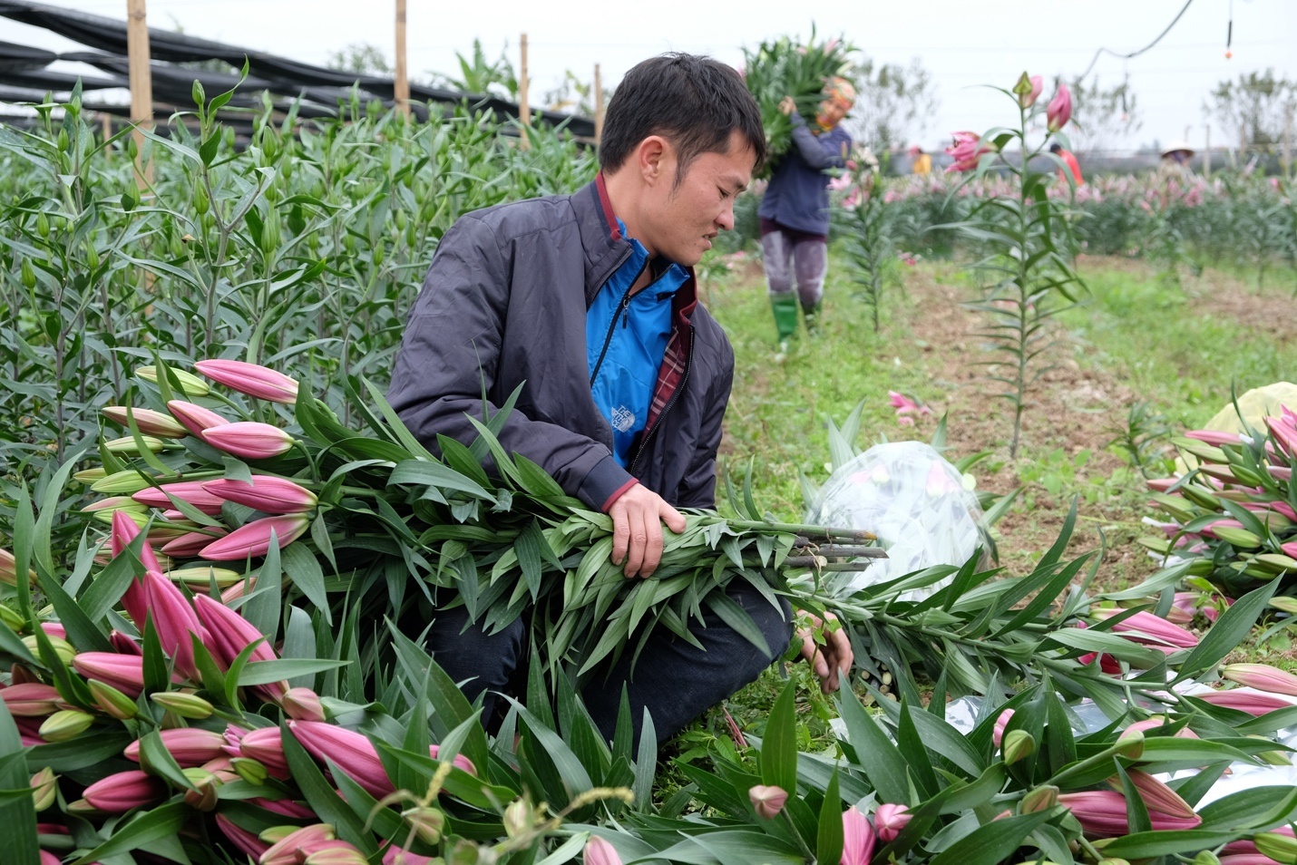 hoa ly no som o ha noi anh 2