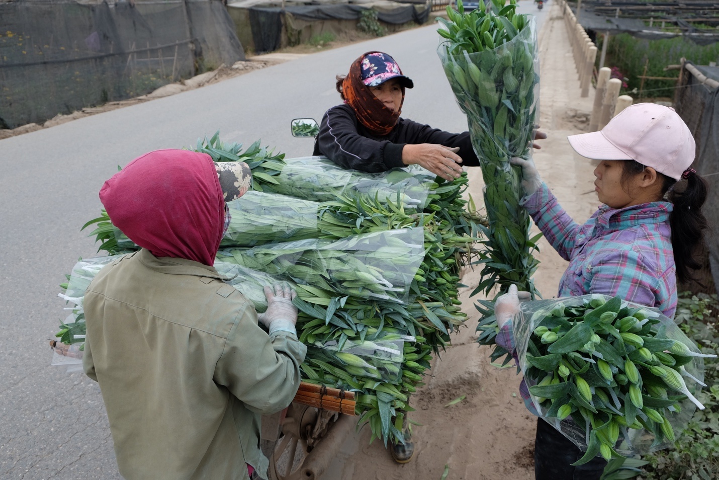 hoa ly no som o ha noi anh 3