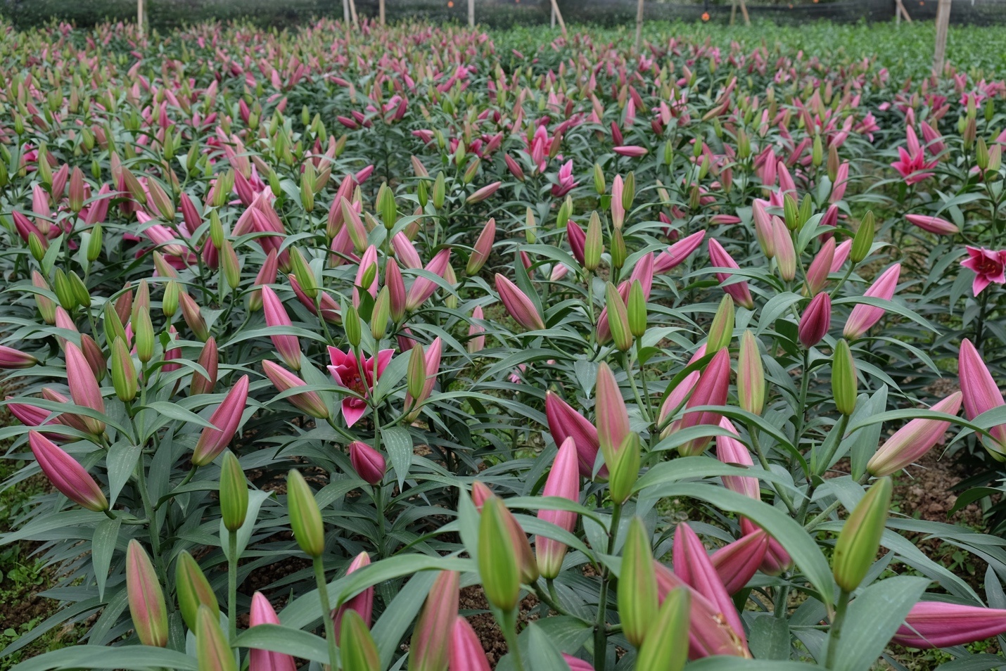 hoa ly no som o ha noi anh 4