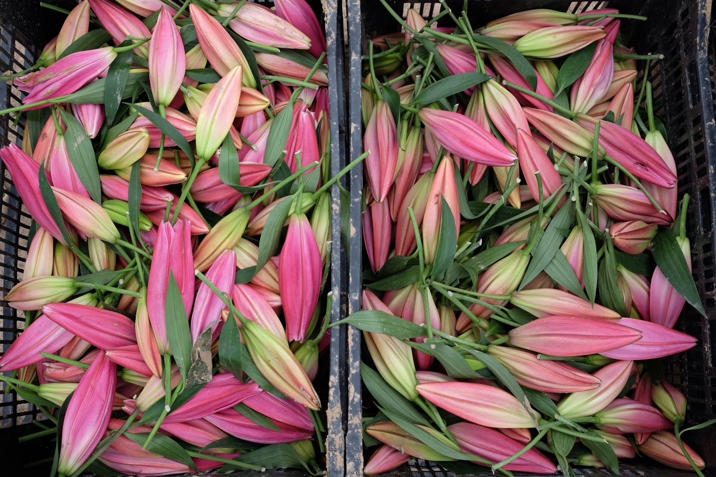 hoa ly no som o ha noi anh 5