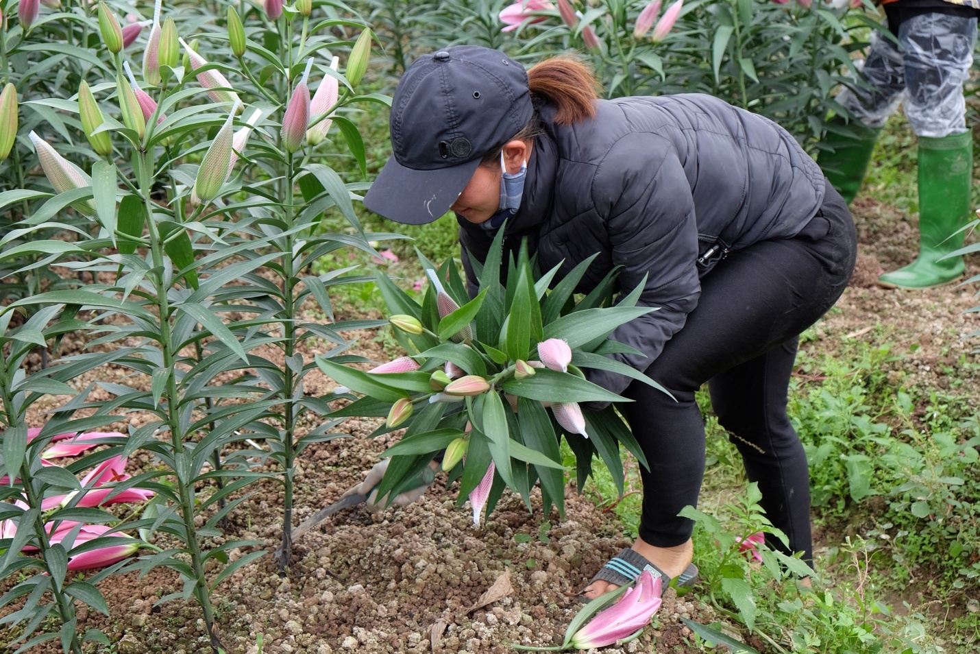 hoa ly no som o ha noi anh 6