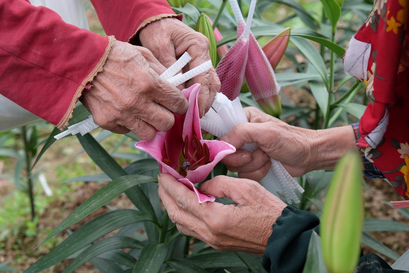 hoa ly no som o ha noi anh 7
