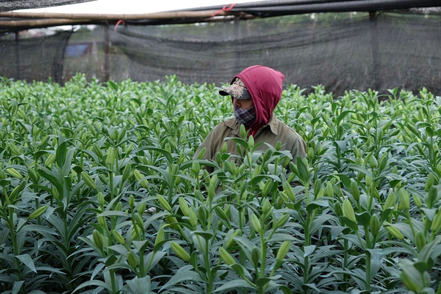 hoa ly no som o ha noi anh 9