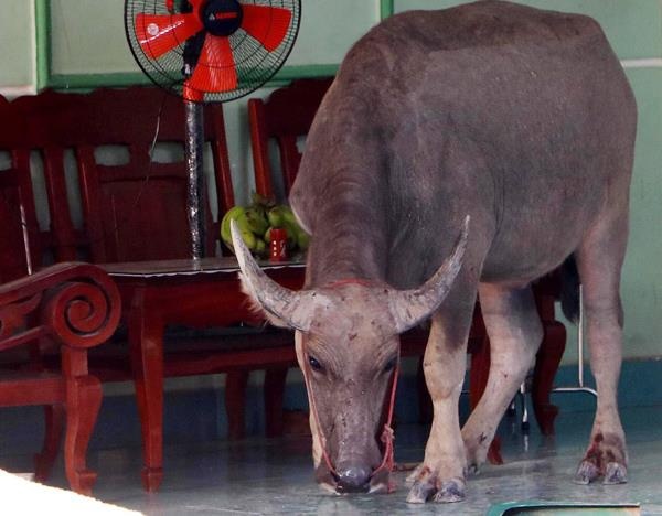 4 nguoi bi trau huc nhap vien hinh anh