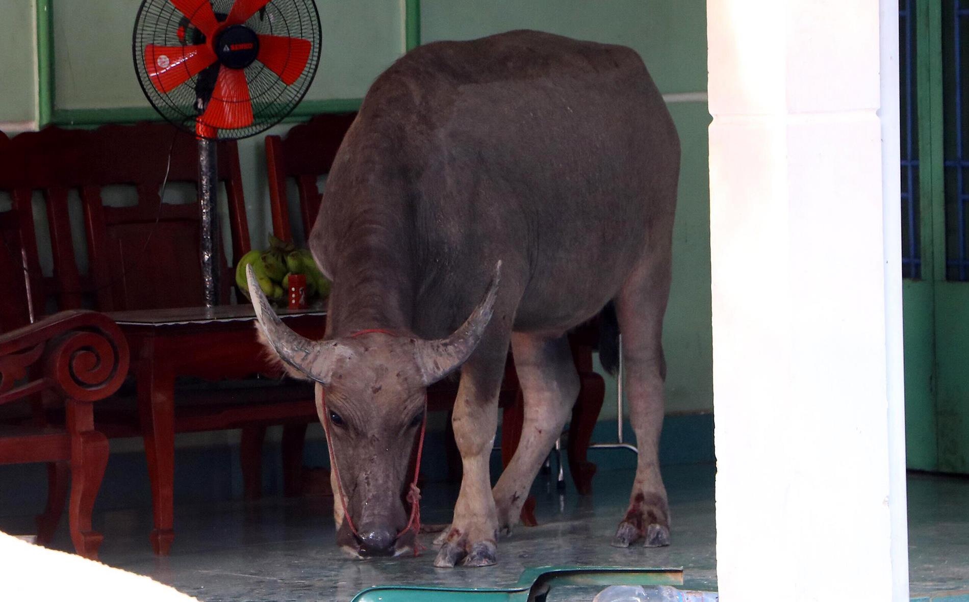 Trâu húc 4 người bị thương ảnh 1 Trau huc 4 nguoi bi thuong anh 1