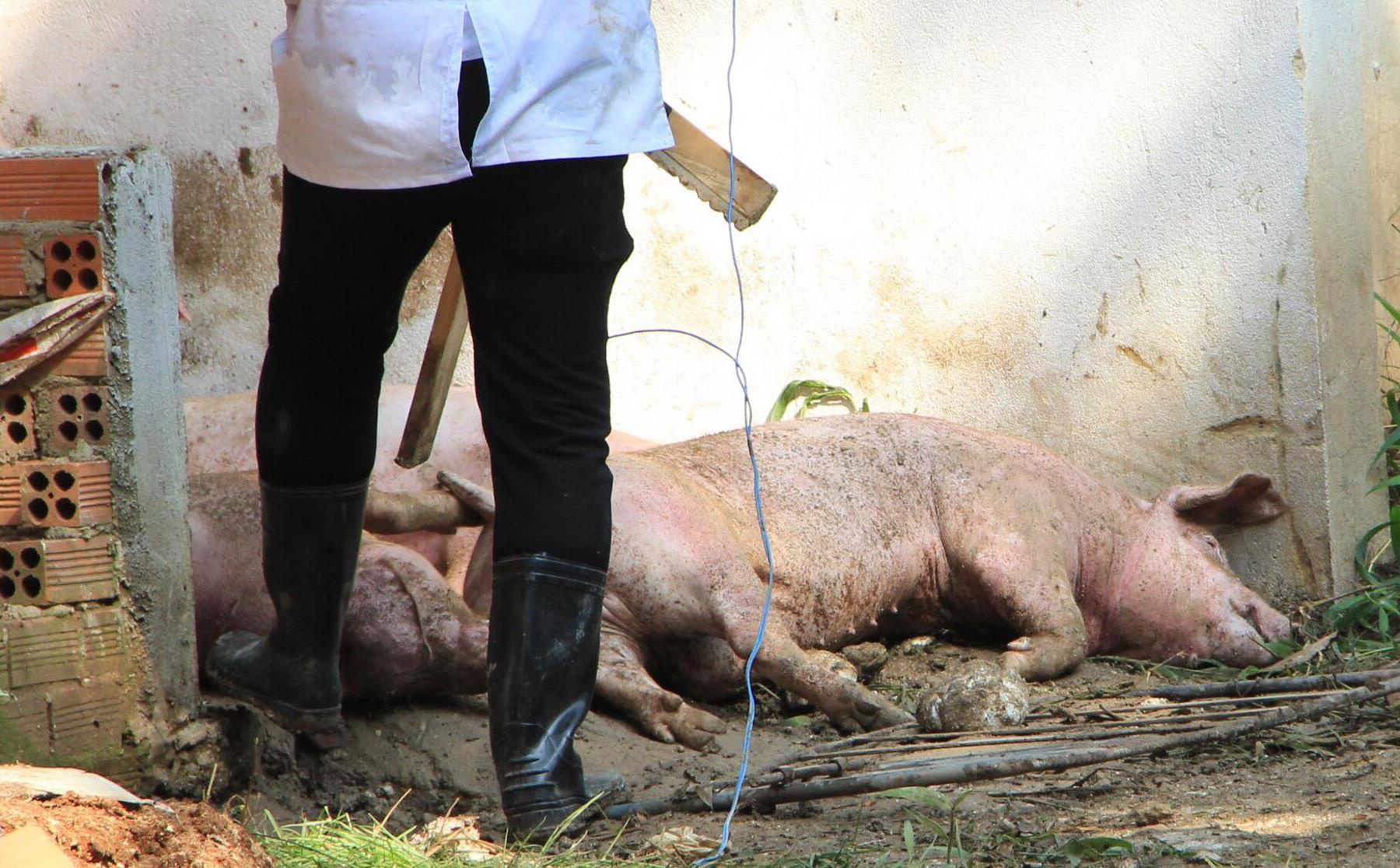 dich heo chau phi anh 1