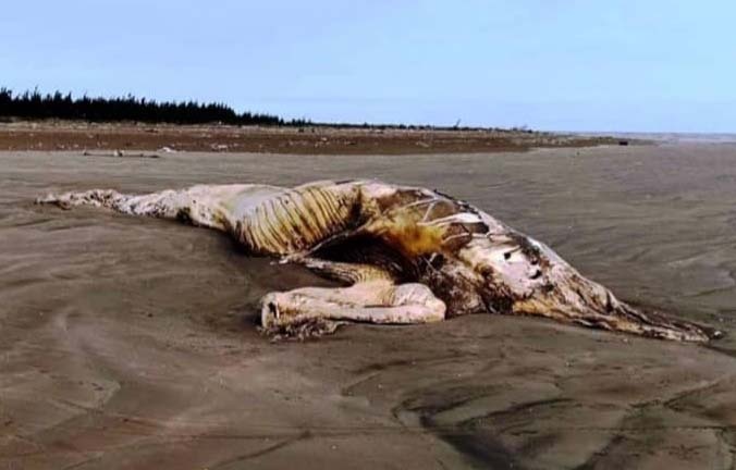 Xac ca voi nang hon 10 tan dat vao bo bien Ninh Binh hinh anh