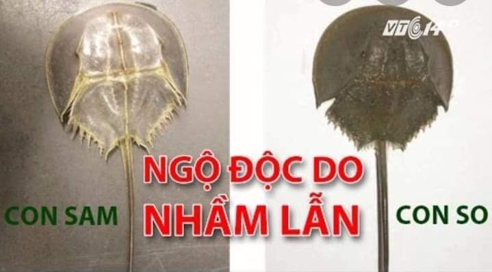 be gai thiet mang nghi do ngo doc anh 1