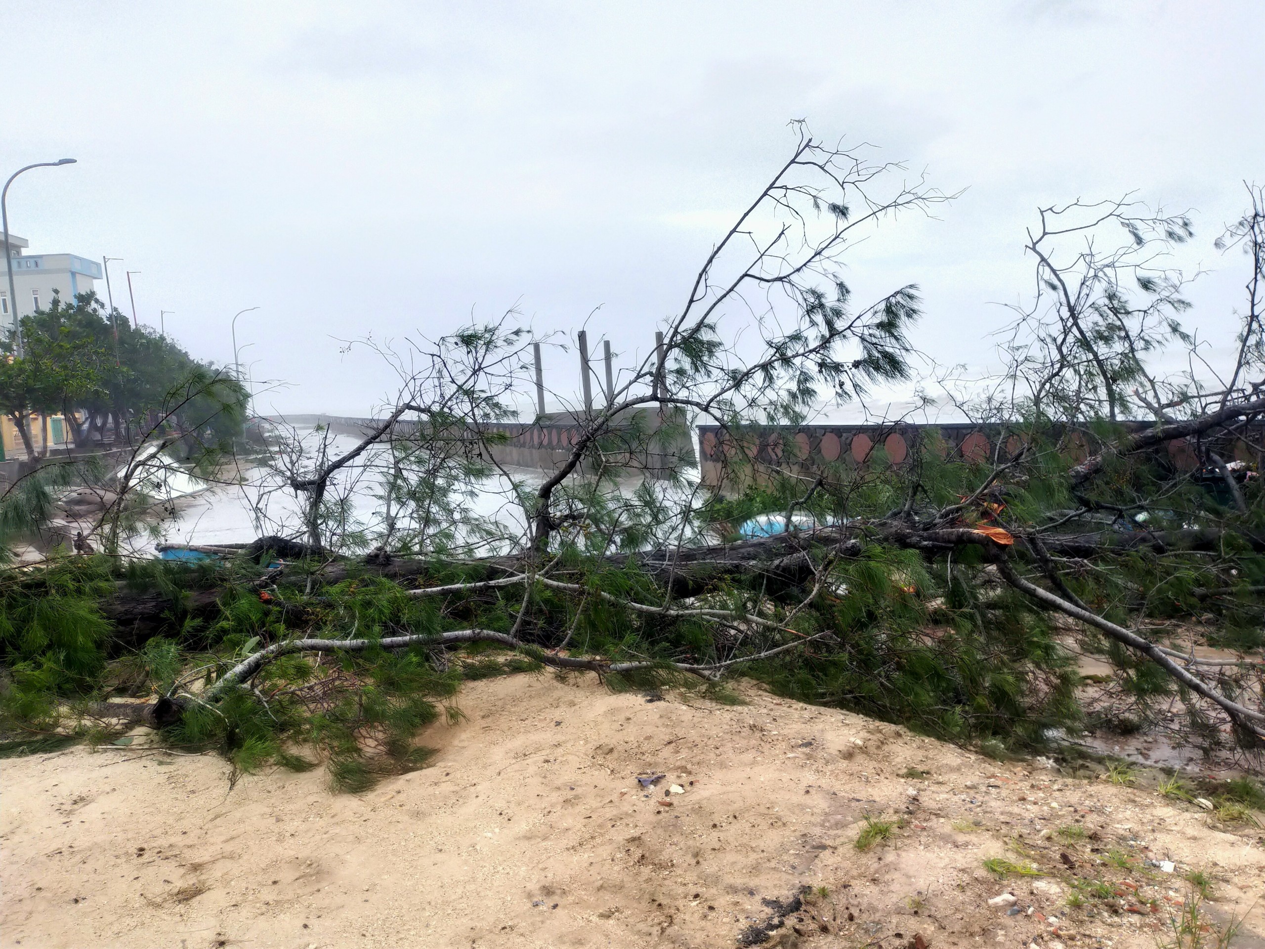 dao ly son sau bao so 9 anh 8