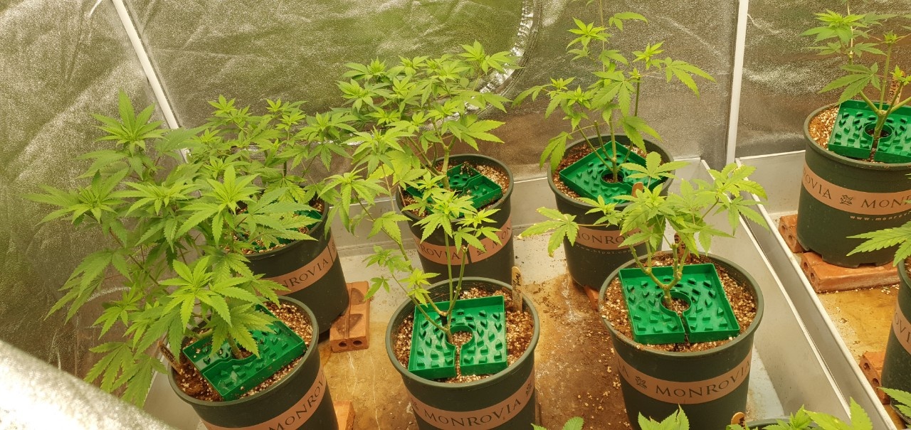 Ga trai trong 140 cay can sa o TP Thu Duc hinh anh