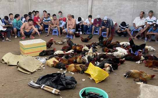 Truong ga o Can Gio vua bi triet pha hoat dong ra sao? hinh anh