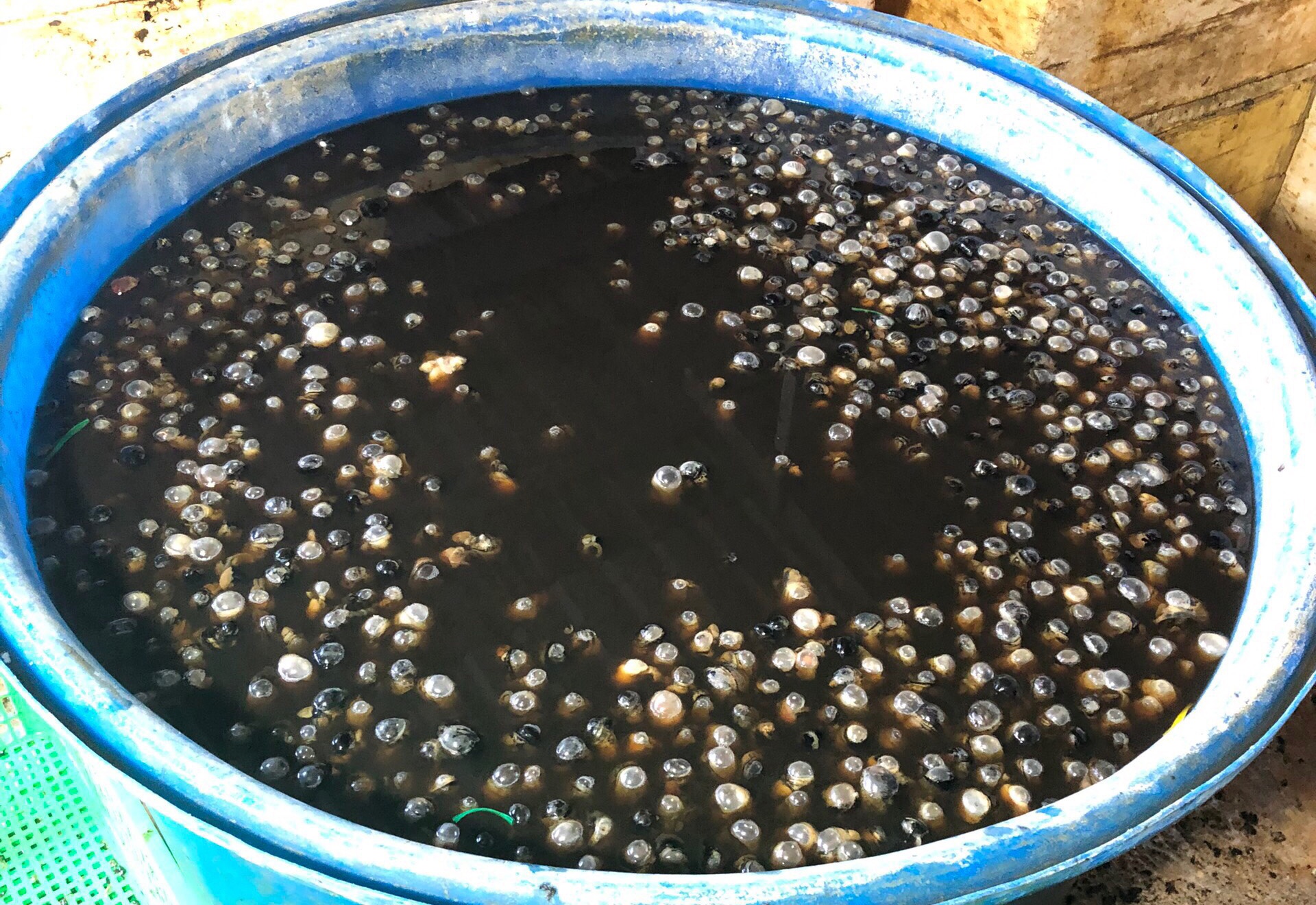 1,8 tan oc o TP.HCM ngam hoa chat hinh anh