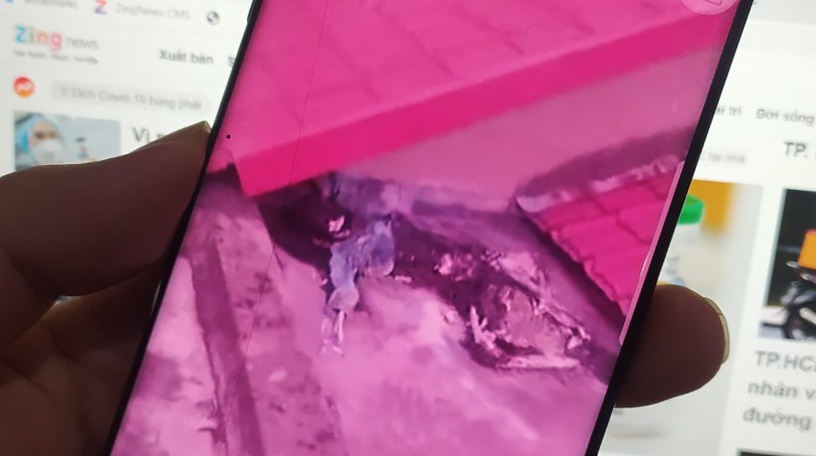 Phat hien bo xuong tren noc nha o TP.HCM hinh anh