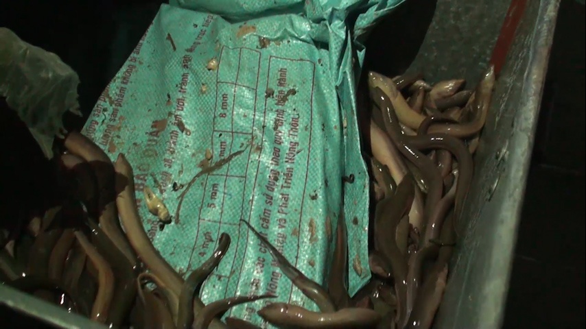 bat ma tuy o TP.HCM anh 1