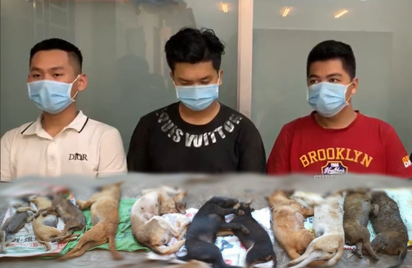 Duong day trom 1.200 con cho o TP.HCM hoat dong ra sao? hinh anh