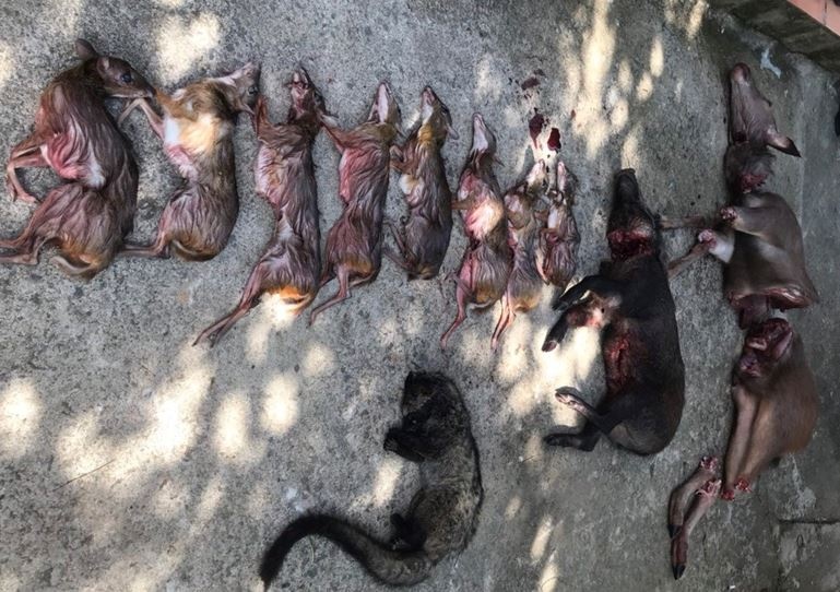 tan cong kiem lam anh 1