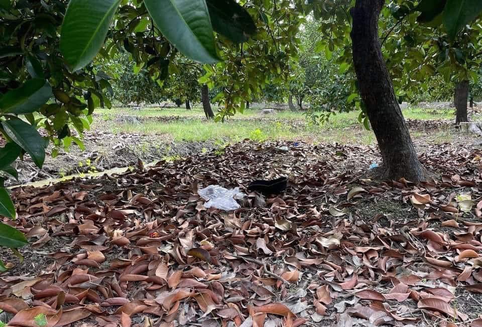 Thi the nguoi dan ong dang phan huy trong bui cay o TP.HCM hinh anh