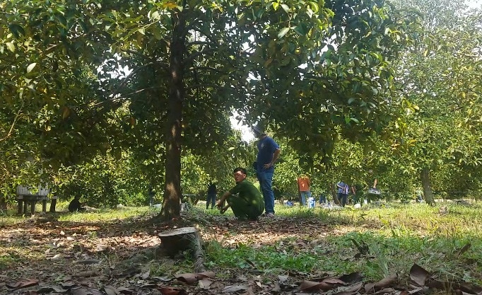 Nguoi phu nu nghi bi sat hai trong vuon trai cay o TP.HCM hinh anh