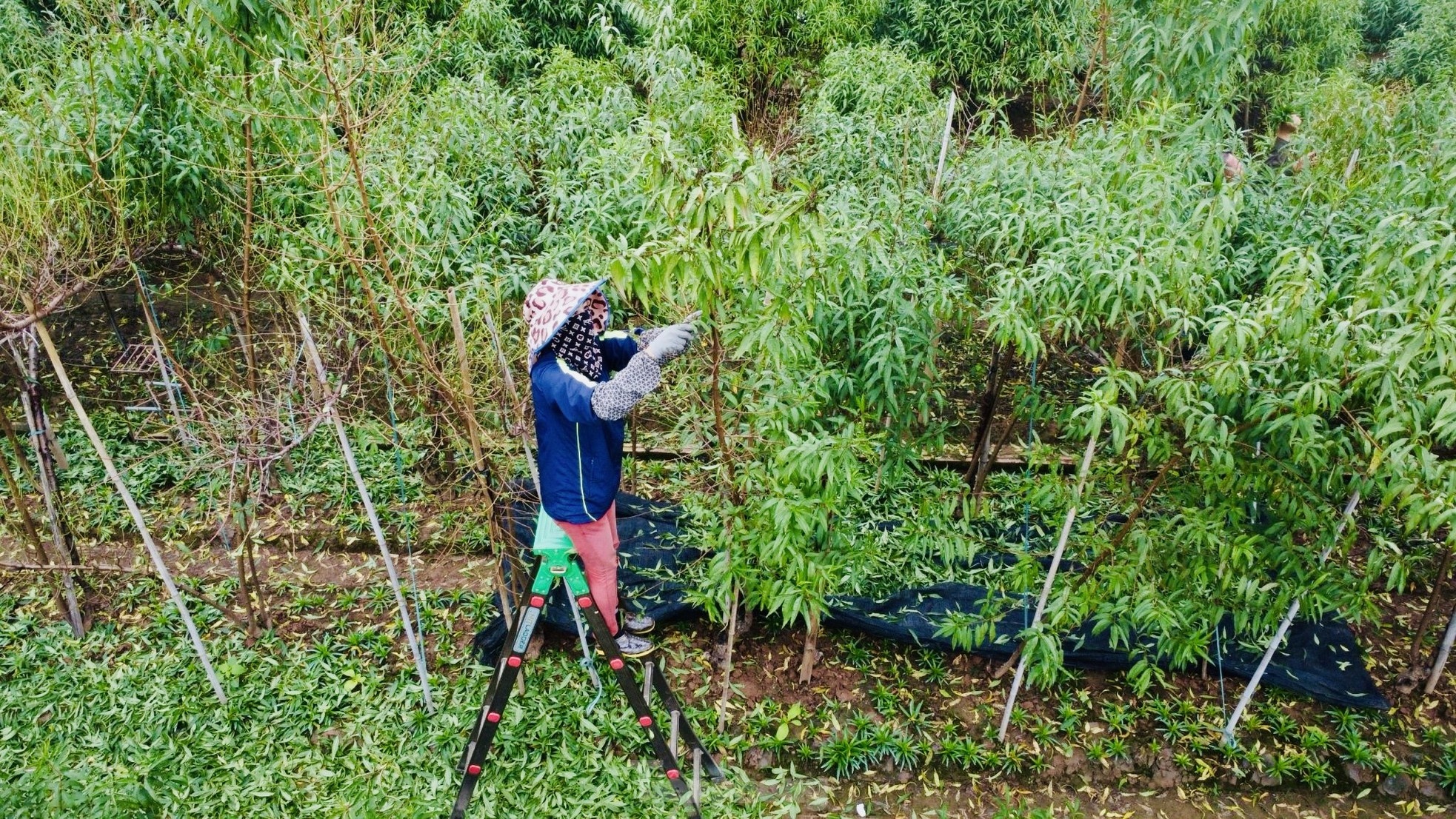 Lang dao Nhat Tan anh 2