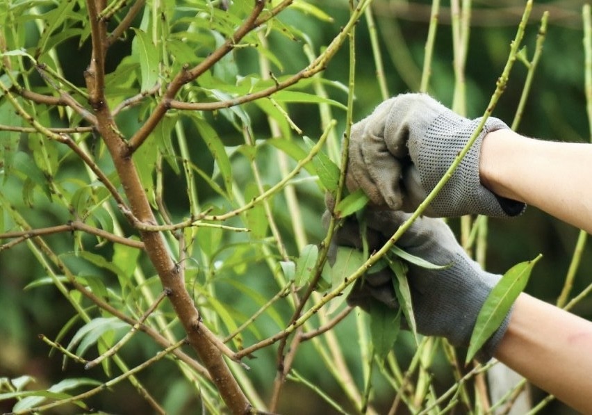 Dao Nhat Tan vao mua tuot la hinh anh