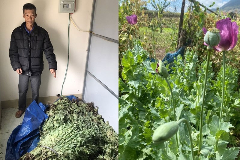 Phat hien mot nguoi dan trong gan 500 cay thuoc phien trong vuon nha hinh anh