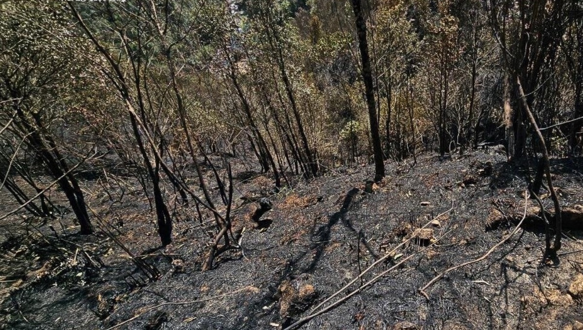 Phat sinh dam chay moi tai Vuon quoc gia Hoang Lien hinh anh