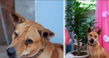 Hình ảnh chú chó khóc khi cô chủ đi lấy chồng khiến nhiều người xúc động.