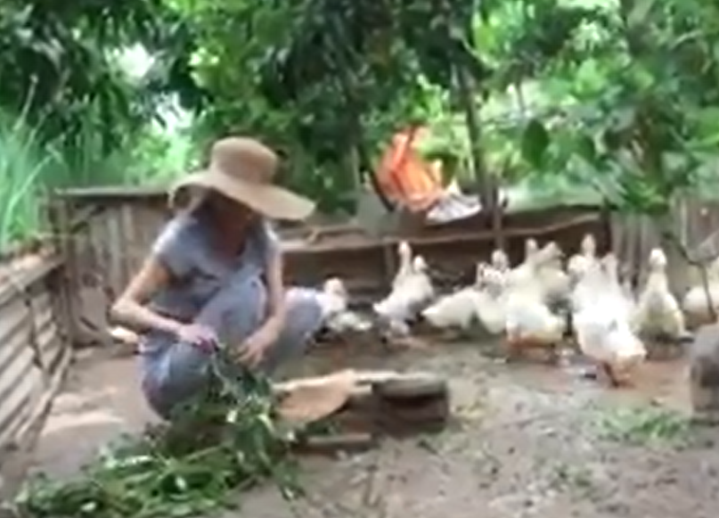 Clip DJ Oxy cat rau cho vit hinh anh