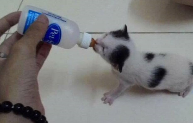 'Gia dinh cua be' - ngoi nha am ap cho dong vat bi bo roi hinh anh