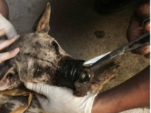 Nhom giai cuu bat khoc khi tim thay chu cho bi buoc mom hinh anh