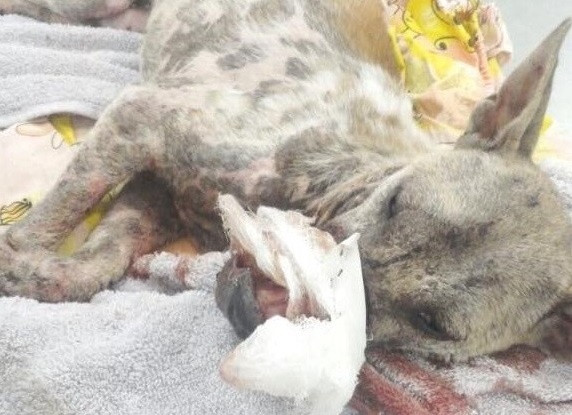 Clip Gia dinh cua be den tham Lucky sau mot ngay dieu tri hinh anh