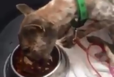 Clip chu cho Lucky an uong sau mot tuan dieu tri hinh anh