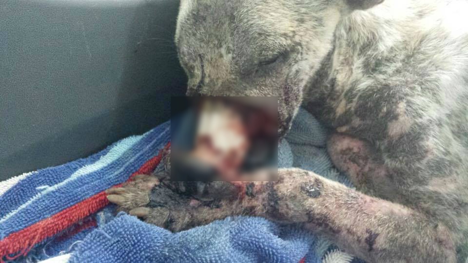 Chu cho bi buoc mom o Ben Tre co dau hieu khang thuoc hinh anh