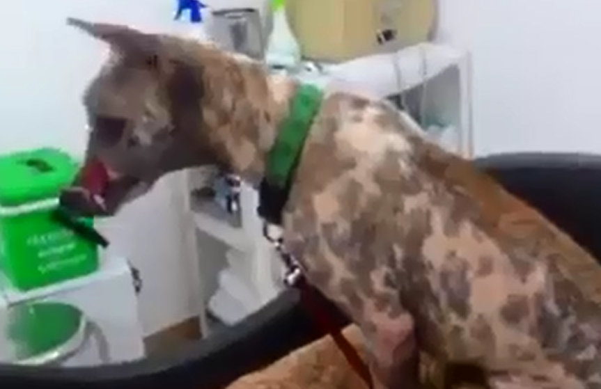 Clip moi nhat cua chu cho bi buoc mom o Ben Tre hinh anh