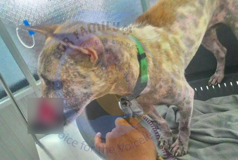 Clip moi nhat ve chu cho Lucky bi buoc mom o Ben Tre hinh anh