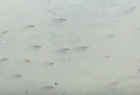 Ca ro phi noi tren kenh Nhieu Loc hinh anh