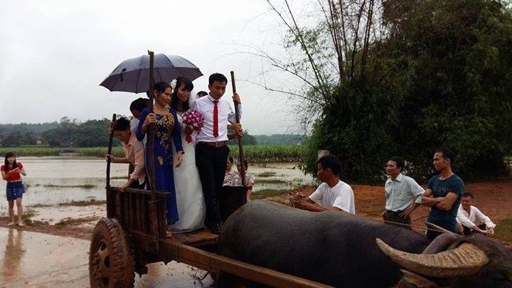 Man ruoc dau bang xe trau tai Thanh Hoa hinh anh
